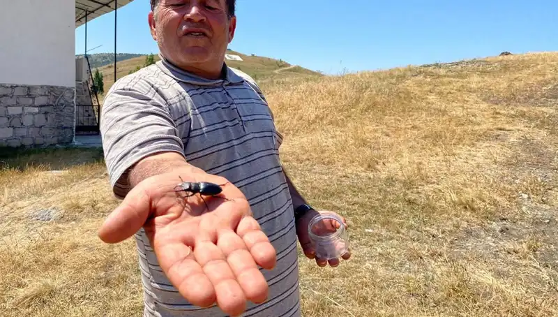 Sivas'ta Görülen Böcek İçin 557 Bin TL Ceza: Hayatınızı Tehdit Edebilir!