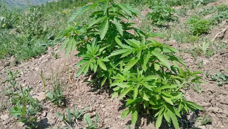 Bingöl'de Yüzlerce Kilo Kenevir ve Kaçak Tütün Operasyonu Gerçekleştirildi