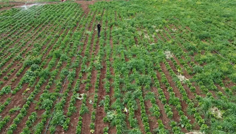 Kuraklık Marul Hasadını Tehdit Ediyor, Üreticiler Endişeli