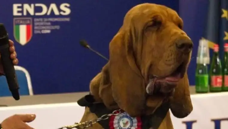 Arama Köpeğine Yönelik Çivili Sosisle Suikast İddiası Şok Yarattı