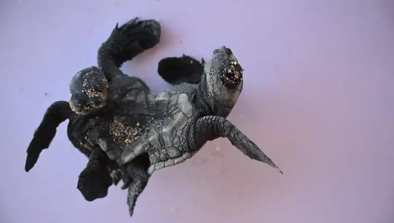 ** Görenleri Şaşkına Çeviren Siyam İkizi Caretta Carettalar!**
