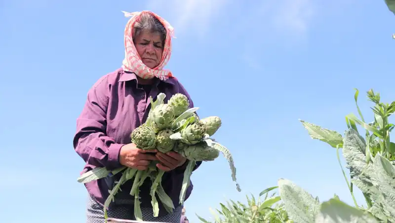 Tarladan Sofralara: Tezgahta 50 TL Olan Ürünlerin Hikayesi