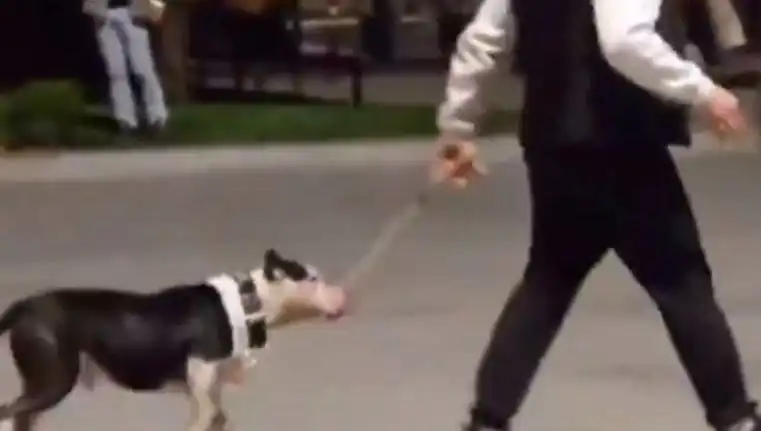 Ağızlıksız Pitbull, Başka Köpeklerin Üzerine Salındı: Sahibine Ceza Kesildi