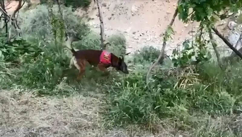 Gizemli Dere Kenarında Bulunan Esrar, Dedektör Köpekle Ortaya Çıktı!