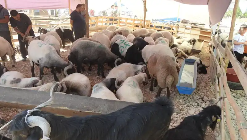 Kurban Bayramı'nda Hayvan Pazarları Neden Bu Kadar Kalabalıklaştı?
